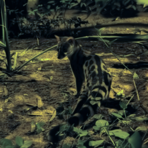 Rusty-spotted genet in Samburu