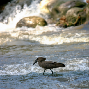 Hamerkop bird