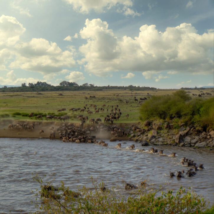 The Masaai Mara migration