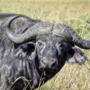 Buffalo Masai Mara