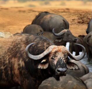 Buffalo Tsavo West