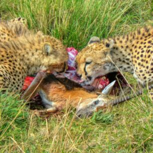 Cheetah-eating Grant gazelle