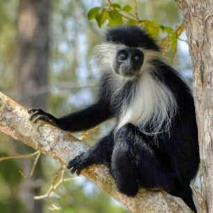 Colobus monkey at the south coast