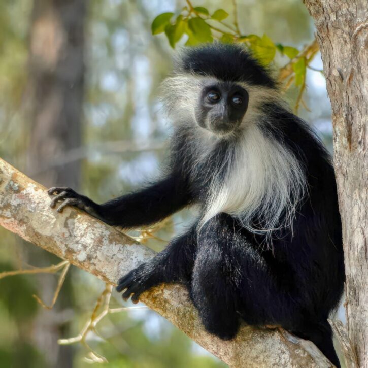 Colobus monkey at the south coast