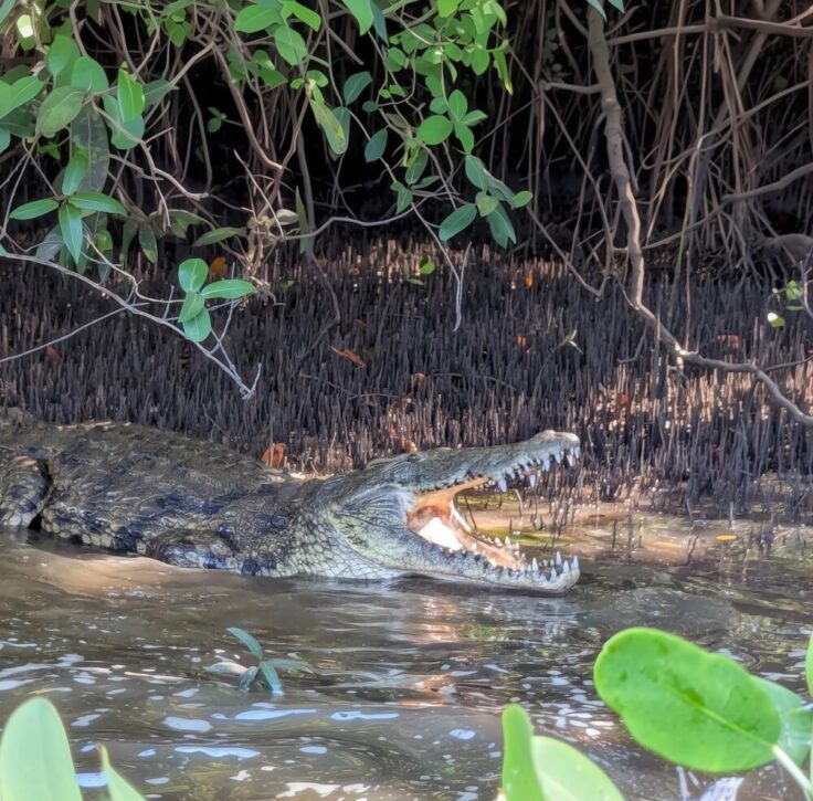 Ramisi river crocodile