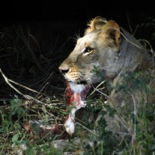 Lion Samburu