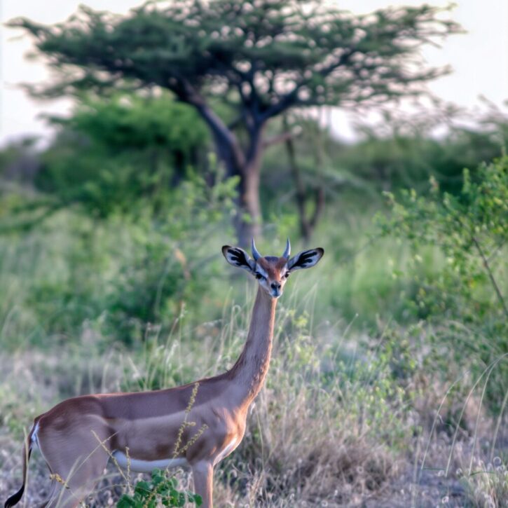 Gerenuk antelope out in the open bush-lands in Samburu