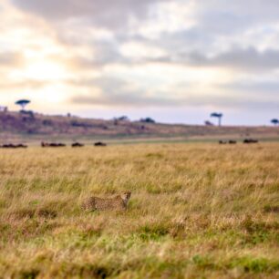 Cheetah hunting in the tall grass v2