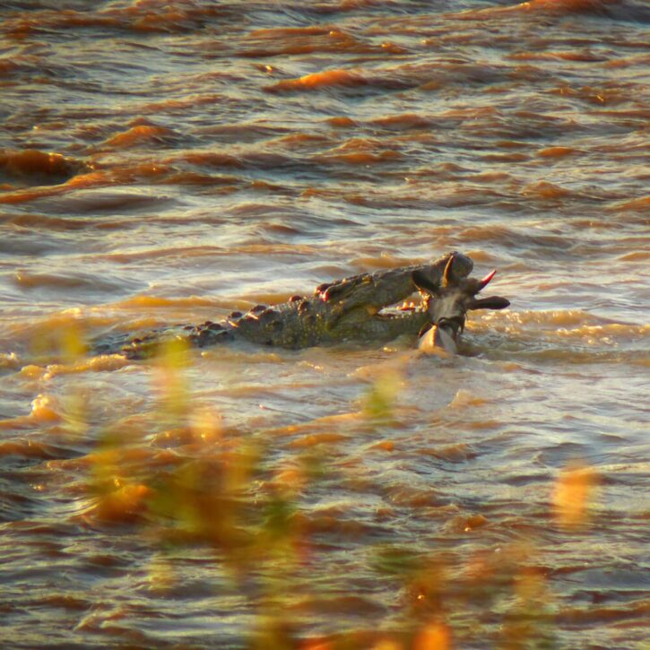 Crocodile killing young wildebeest