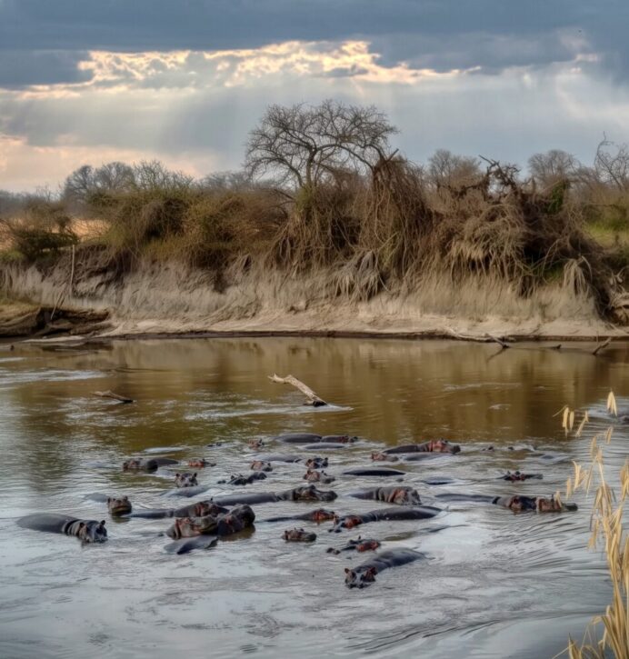 Hippoes in Mara river