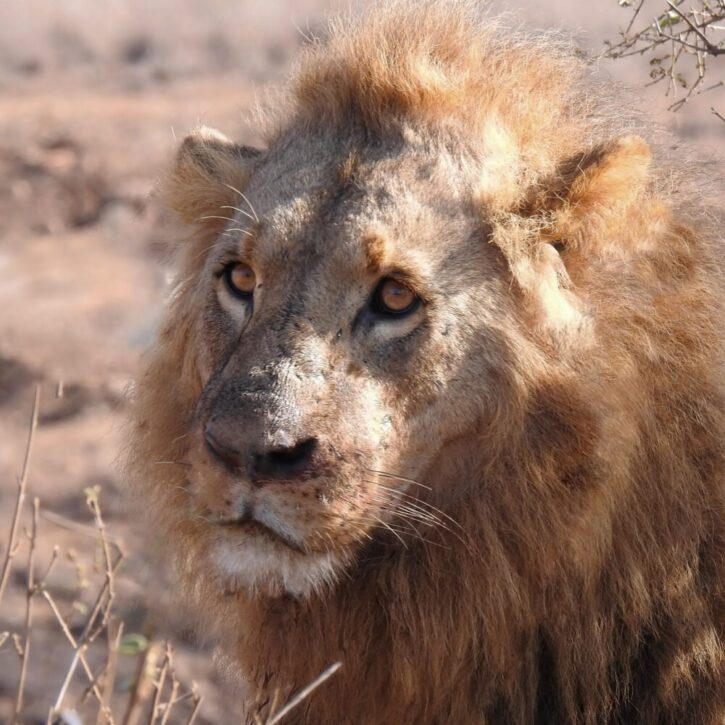 The aging lion, and his head and body a patchwork of battle scars