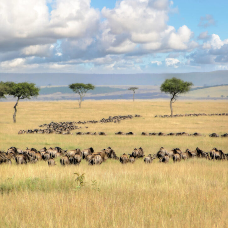 Massive columns of wildebeests