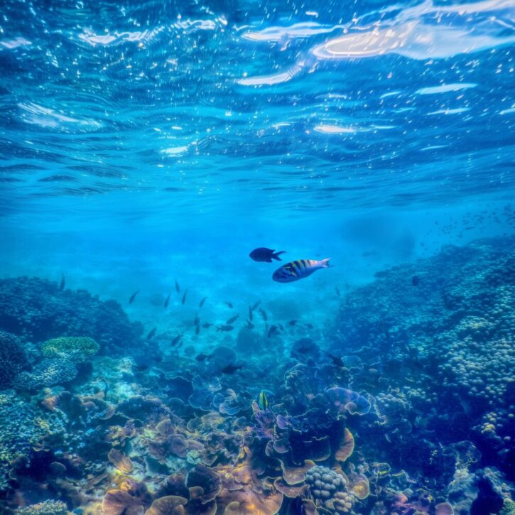 Dive into the Indian Ocean at Kisite Marine park