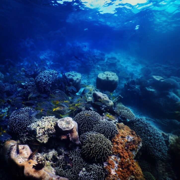 Kisite-Mpunguti Marine National Park