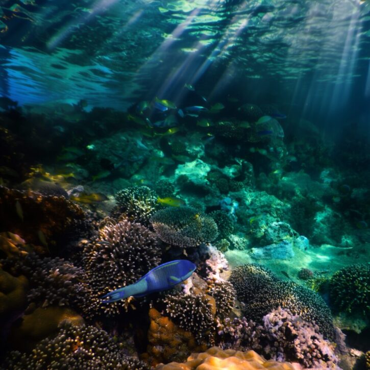 Kisite Marine Park Kenya coral reef