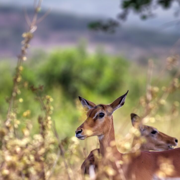 The magic of a long focal lens