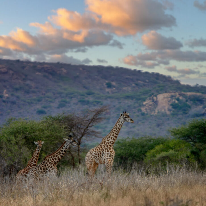 Giraffe mother and two juveniles