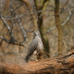 Goshawk