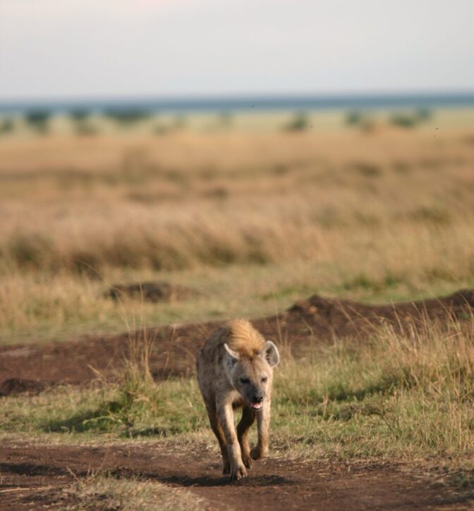 A hyena trots along an old wheel track