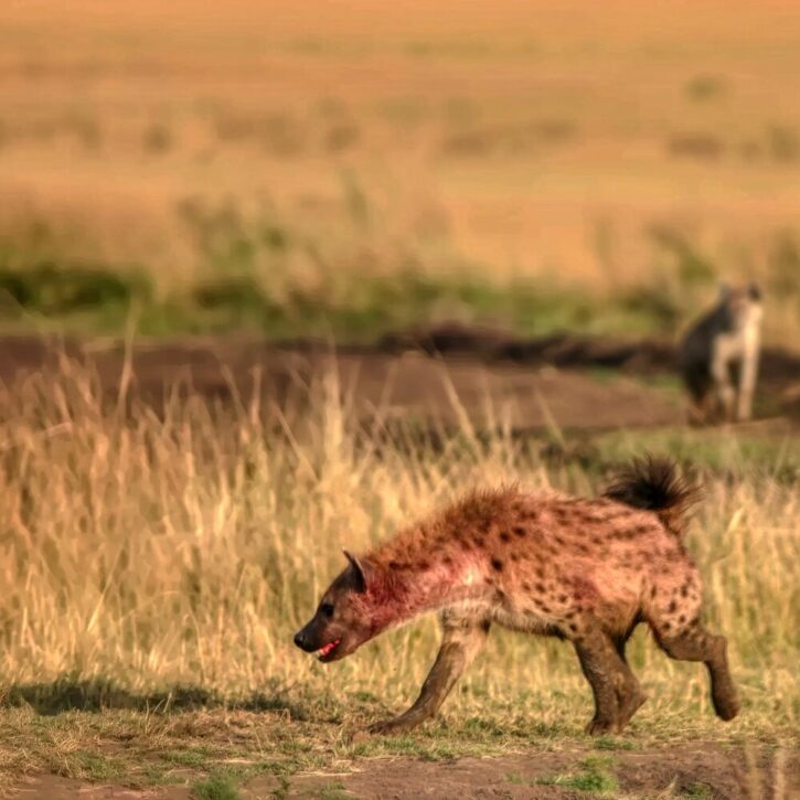 Hyena in Maasai Mara