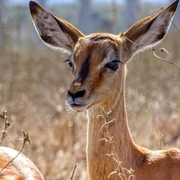 Portrait of an impala