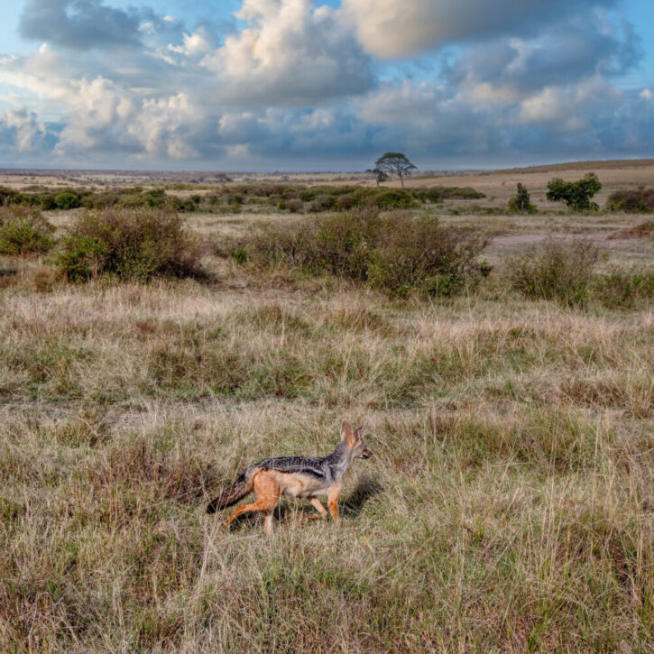 Black-backed jackal