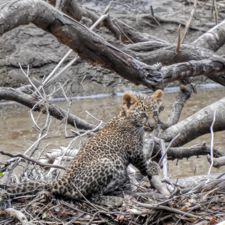Leopard cub sitting in the middle of the river