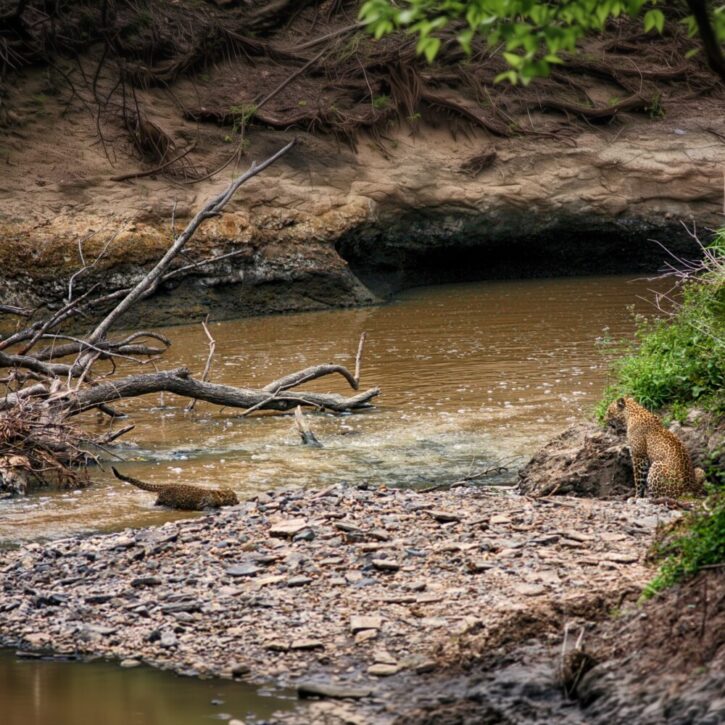 A mother leopard patiently waits for her cub to cross the river