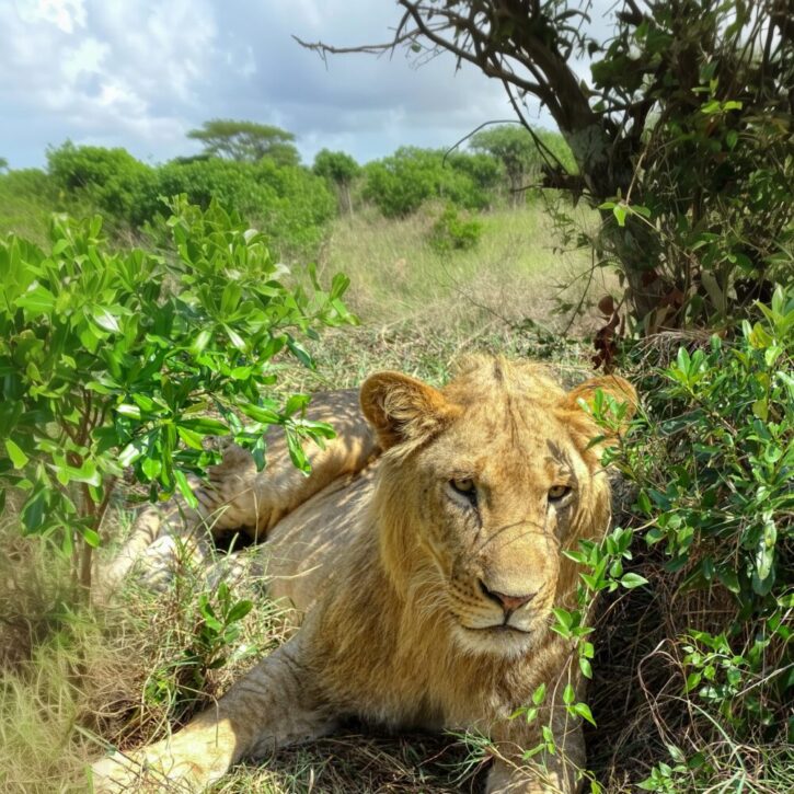 Lion resting at the edge of the savanna near scrubs and trees