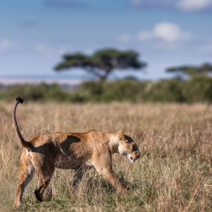 Lioness on the open grass lands