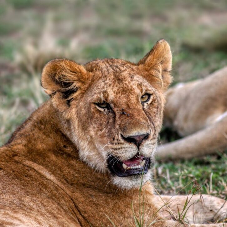 A less-than-glamorous picture of a female lion