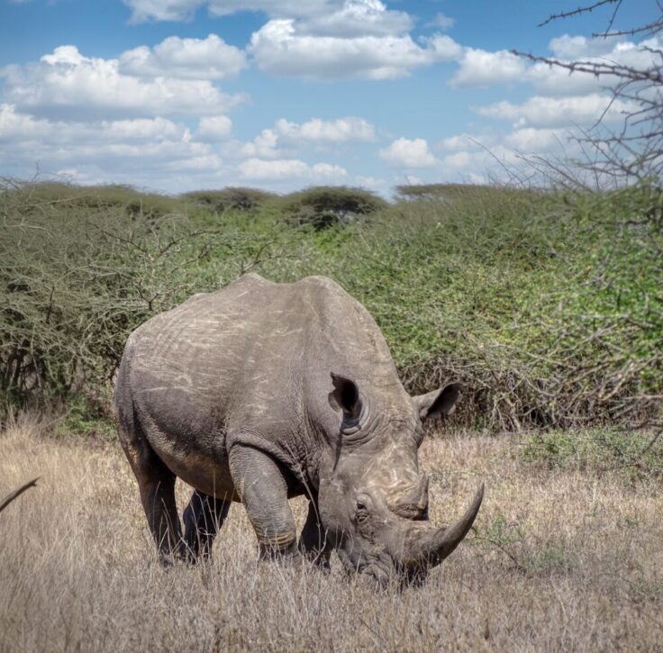 Rhino grazes and browses among the dense thickets of thorn and bush