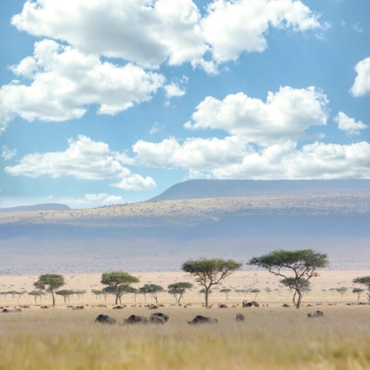 Wildebeest on the savanna