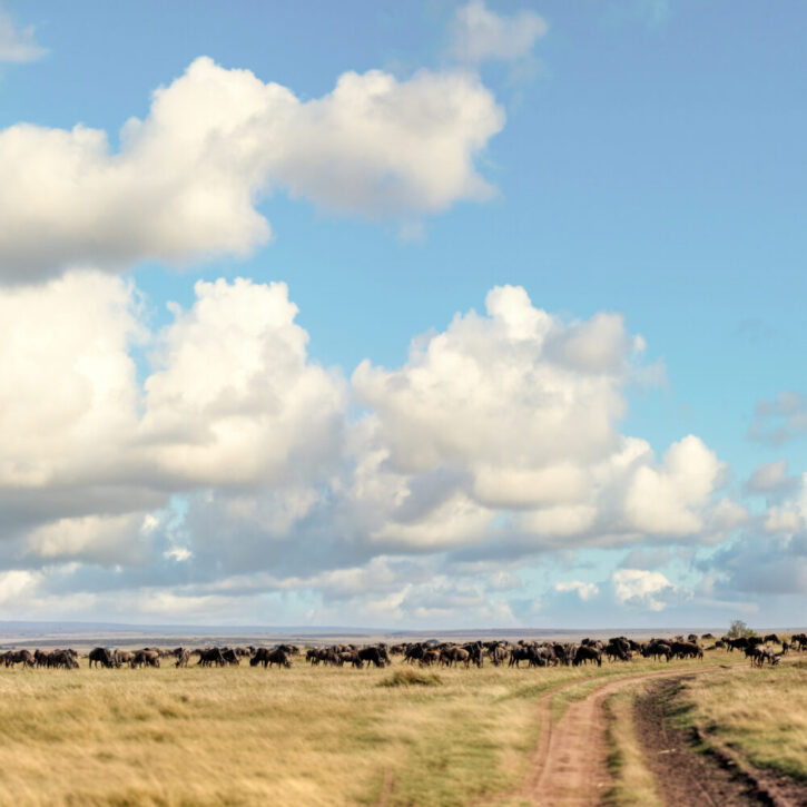 Wildebeest on the open savanna