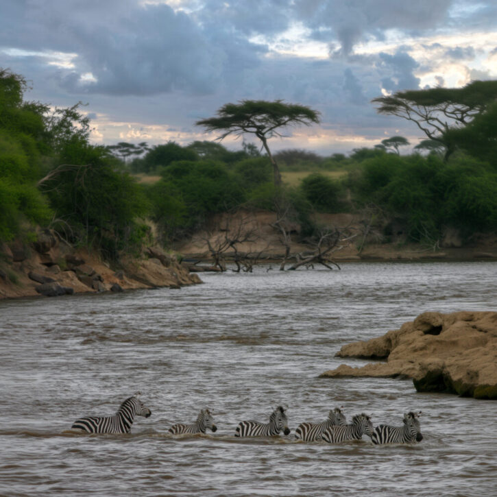 perilous crossing of the Mara River