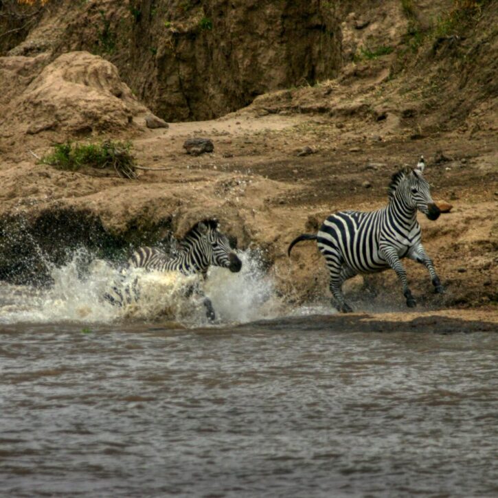 Gallop at full speed along the Mara River