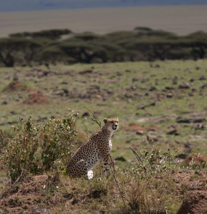 Cheetah sitting on a rocky outcrop
