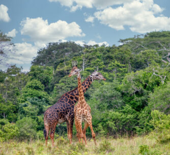 Maasai giraffe in the Maasai Mara