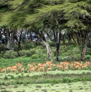 Large herd of Impala gazelles under some huge acacia trees