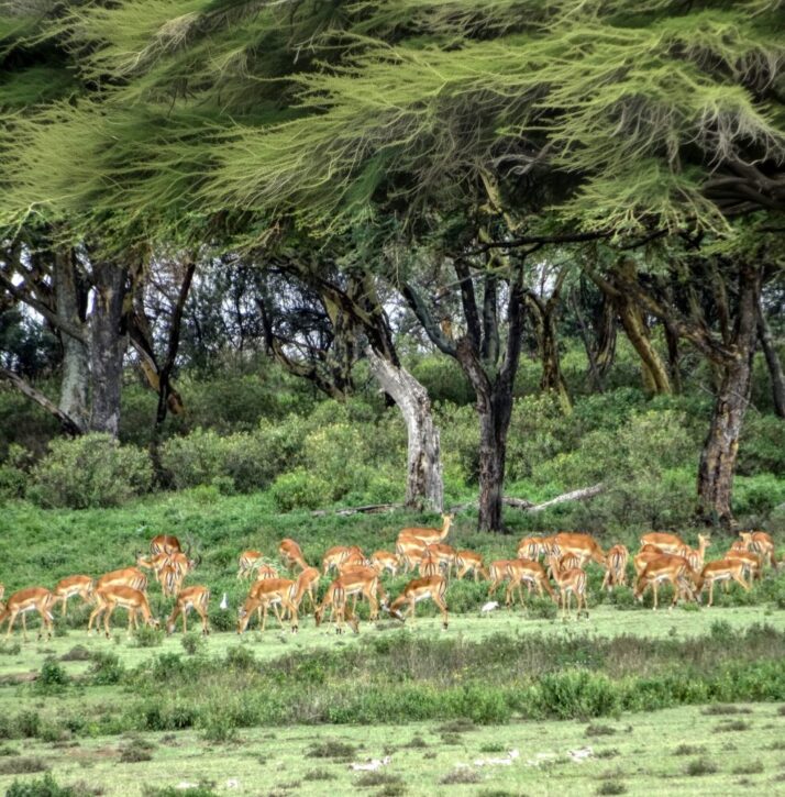 Large herd of Impala gazelles under some huge acacia trees