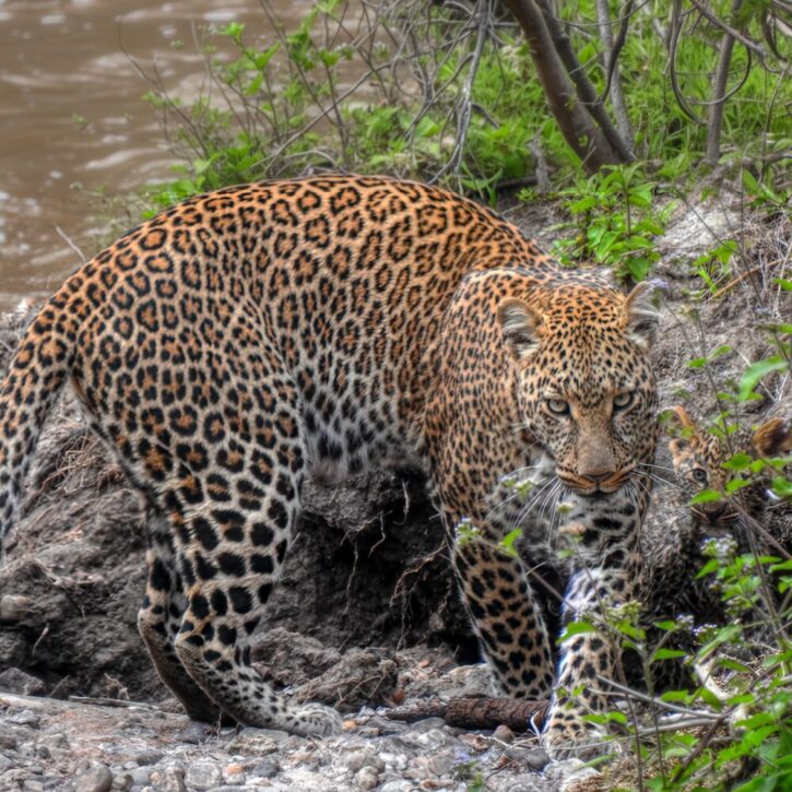 Fearsome-looking leopard mother with her small cub