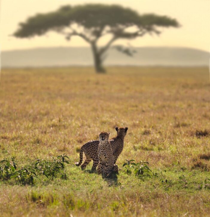 Two cheetah's on the savanna
