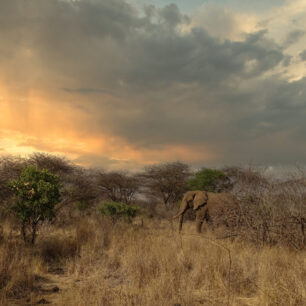 Elephant in morning light Tsavo West