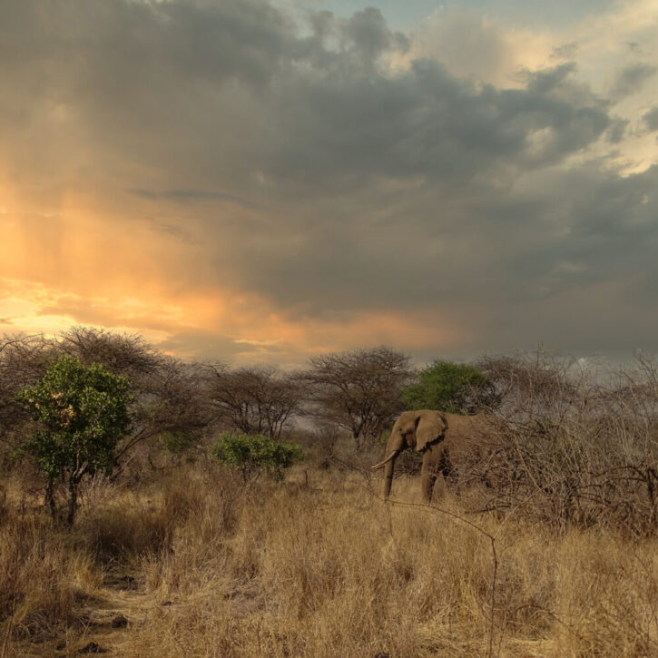 Elephant in morning light Tsavo West