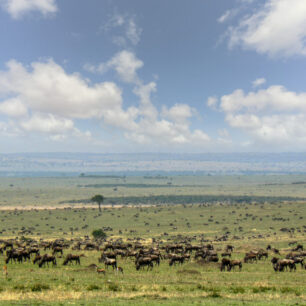 Thousands of Wildebeests on the open savanna