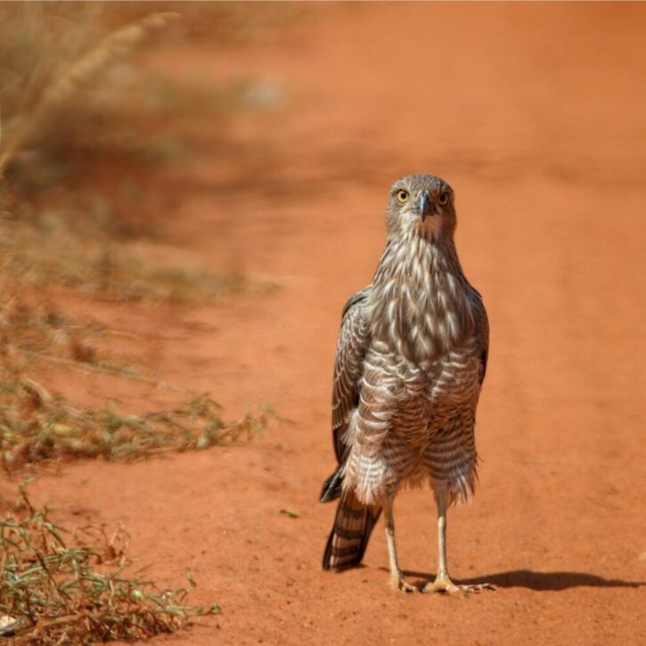 Pale Chanting Goshawk