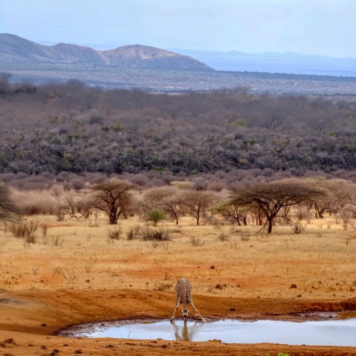 Giraffe drinking at a water hole in Tsavo West