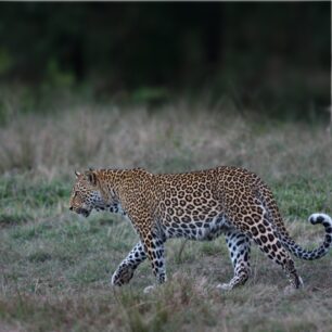 The leopard the elusive predator