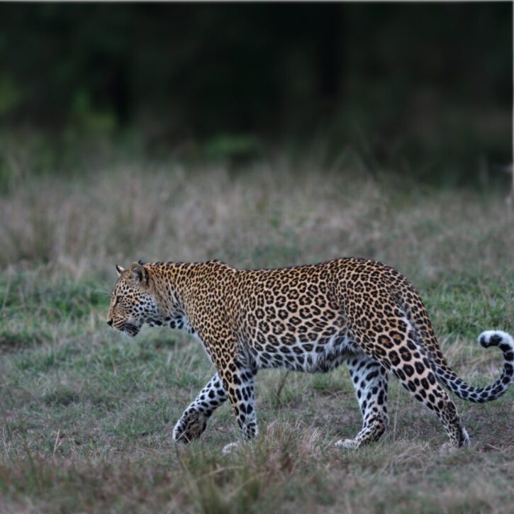The leopard the elusive predator