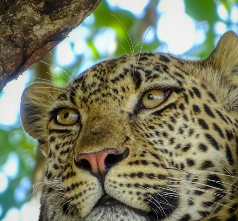 Portrait of a leopard